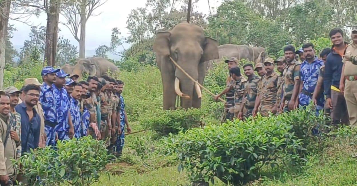 The Special Task Force of the Tamil Nadu Forest Department captured tusker Radhakrishnan in Gudalur. Photo: Special arrangement