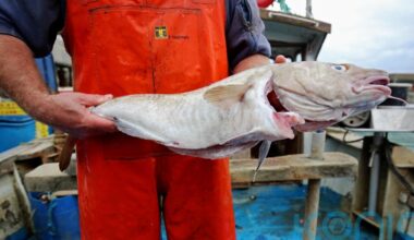 Scottish ministers urged to end ‘pointless’ seasonal Clyde fishing closure
