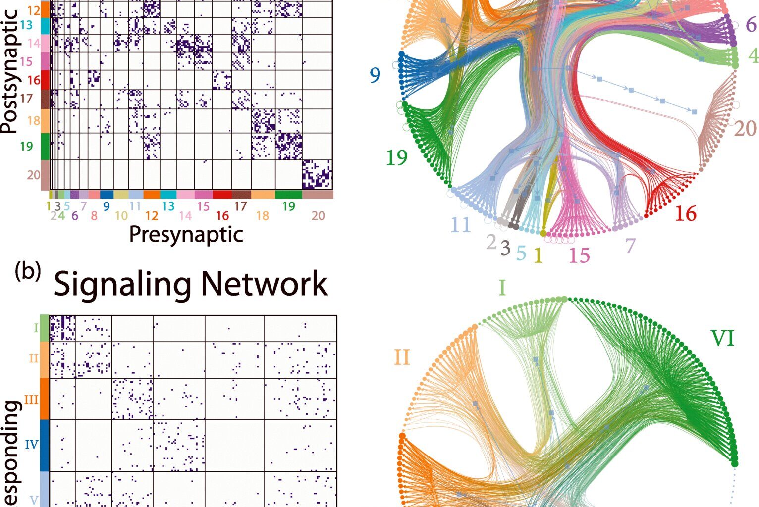 A new look at how the brain works reveals that wiring isn't everything