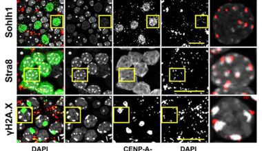 When mom and dad's DNA don't match up, the embryo finds a way