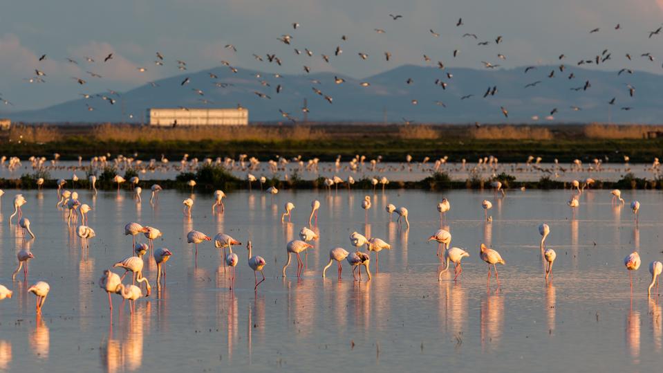 Flock of Flamingos Wading at Sunset in Doñana, España