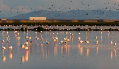 Spain’s Doñana National Park Offers A Glimpse Into Europe’s Wild Past