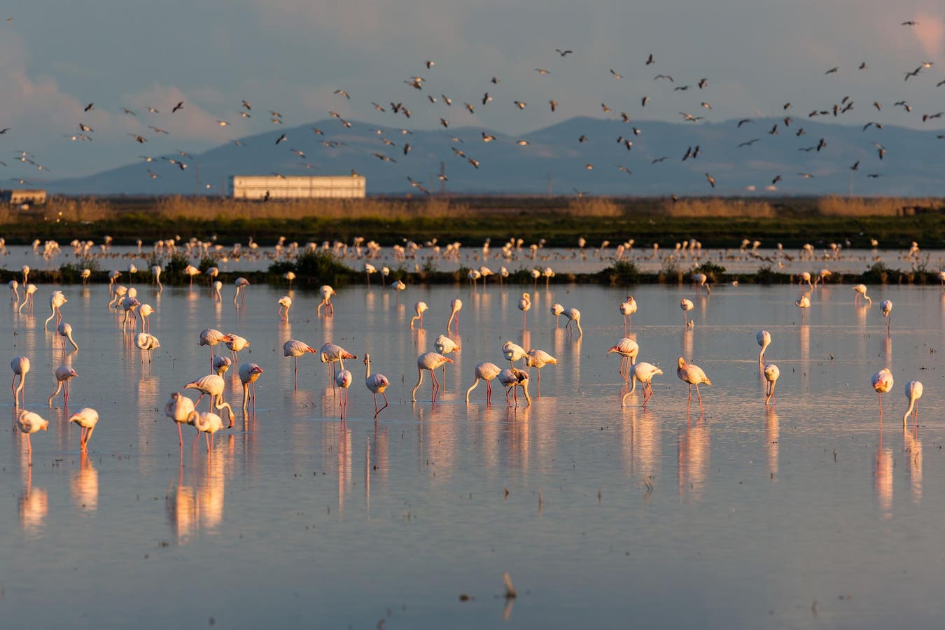 Spain’s Doñana National Park Offers A Glimpse Into Europe’s Wild Past