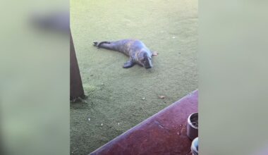 Cafe Visitors Are Stunned When Baby Seal Wanders Up To Them And Falls Asleep