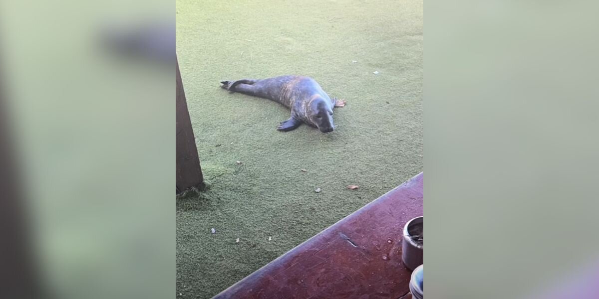 Cafe Visitors Are Stunned When Baby Seal Wanders Up To Them And Falls Asleep