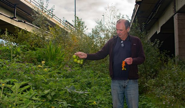Alan Howgate showing off some of the tomatoes that now cover several of the flytipping piles