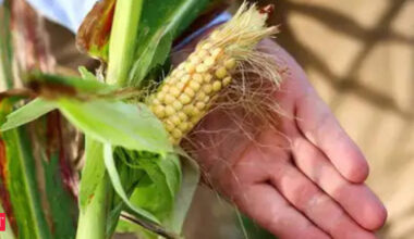 India negotiates US corn purchase for ethanol production amid trade talks