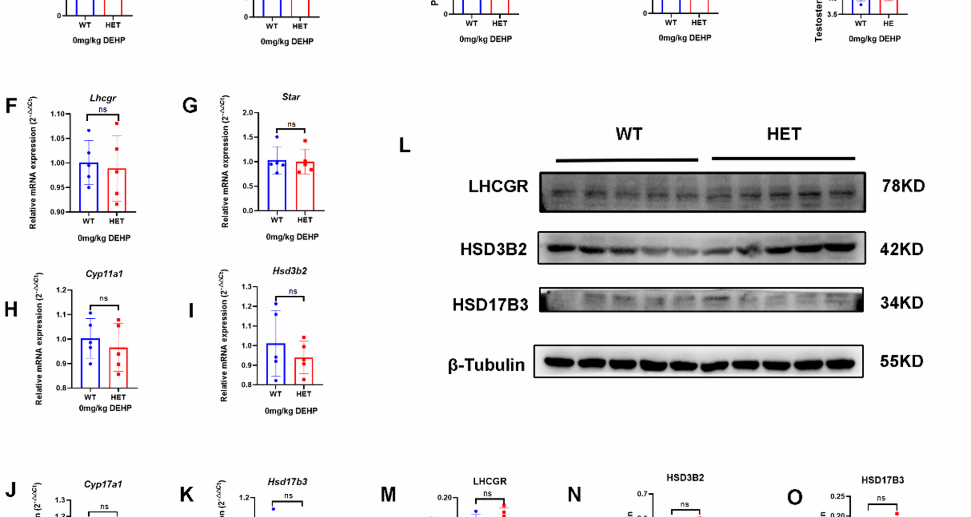Genetic variants (LhcgrW495X/+) and environmental toxicants (DEHP) synergistically induce DSD by interfering with steroidogenic gene expression | Biology of Sex Differences