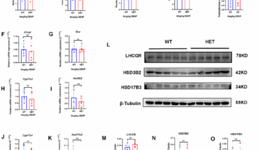 Genetic variants (LhcgrW495X/+) and environmental toxicants (DEHP) synergistically induce DSD by interfering with steroidogenic gene expression | Biology of Sex Differences