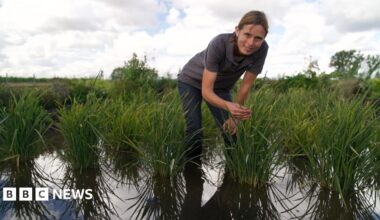 A woman wearing jeans and a grey t-shirts leans over a green rice plant growing in a paddy field. Next to her are a handful of other rice plants.