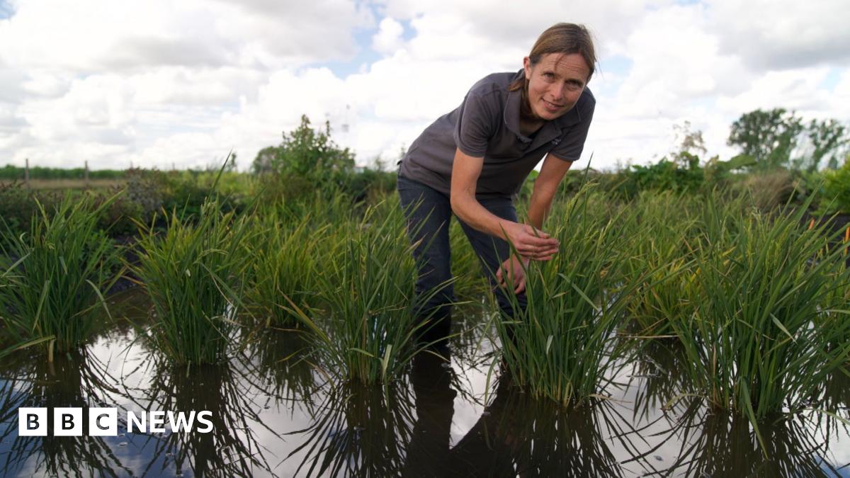 A woman wearing jeans and a grey t-shirts leans over a green rice plant growing in a paddy field. Next to her are a handful of other rice plants.