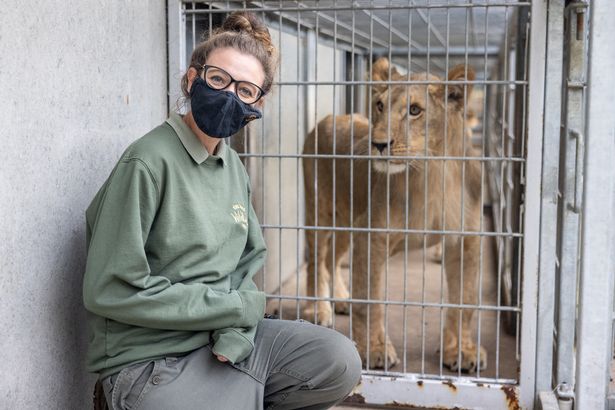 Head of carnivores Bex Brown said she is "ecstatic" after the three lions arrived safely at Yorkshire Wildlife Park