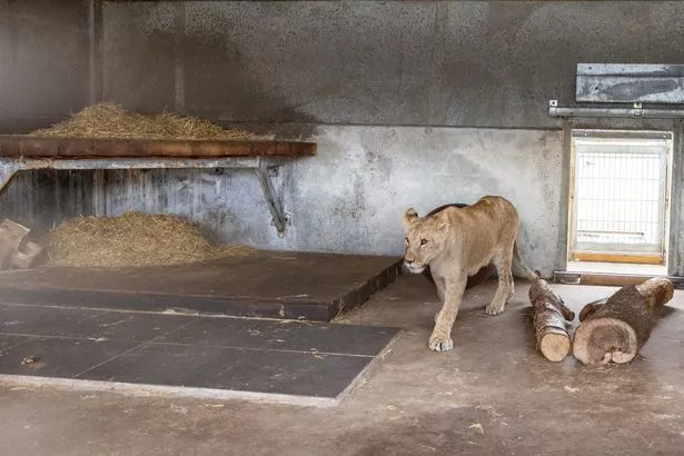 Shanti exploring their new home moments after arriving at Yorkshire Wildlife Park