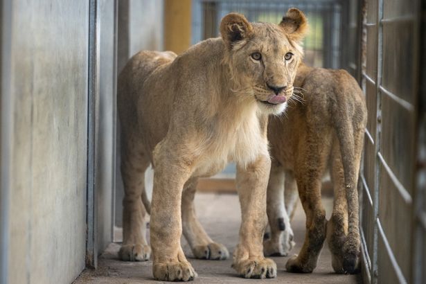 Raphael and Shanti explore the races at Yorkshire Wildlife Park behind the lion house. They were given circular access to two areas to help them settle in.
