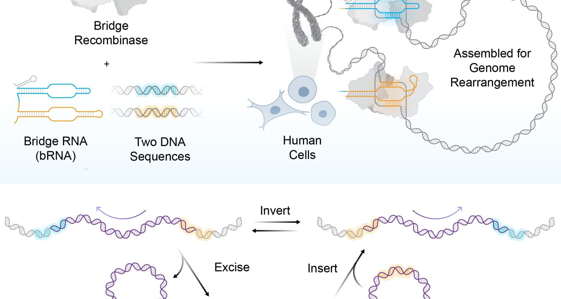 Bridge recombinases, optimized for human cells, enable massive programmable DNA rearrangements