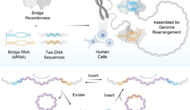 Bridge recombinases, optimized for human cells, enable massive programmable DNA rearrangements