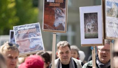 Hundreds demonstrate against Swiss wolf culls