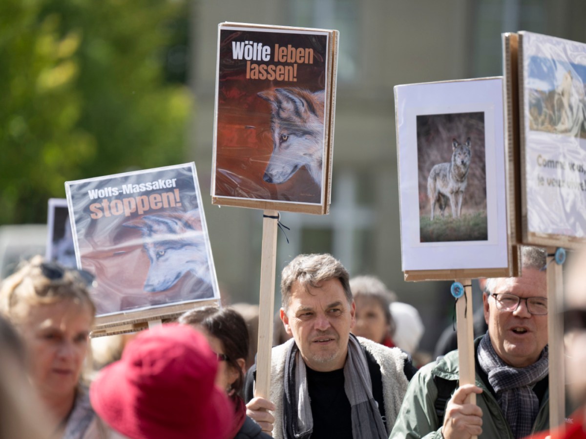Hundreds demonstrate against Swiss wolf culls