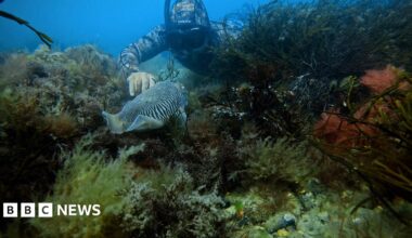 A man diving underwater with his hand outstretched. He is pointing at a black and white fish. The fish is surrounded by marine plants.