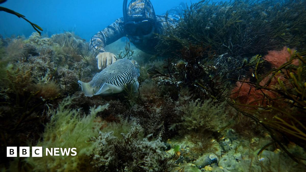 A man diving underwater with his hand outstretched. He is pointing at a black and white fish. The fish is surrounded by marine plants.