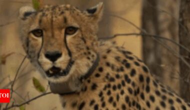 Historic milestone for India-born cheetah at Kuno: 'Mukhi' becomes adult on Monday- why it matters | India News