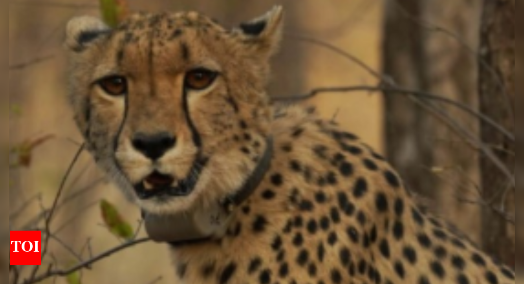Historic milestone for India-born cheetah at Kuno: 'Mukhi' becomes adult on Monday- why it matters | India News