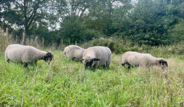 Grazing sheep return to Hampstead Heath