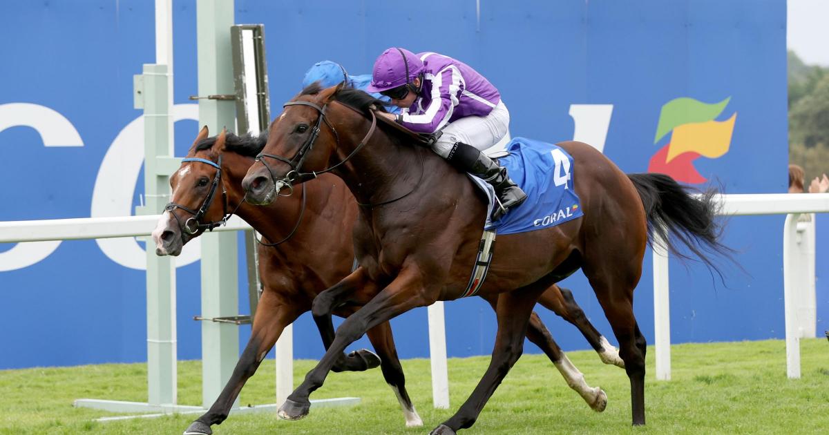 Delacroix takes on seven in his Irish Champion Stakes quest