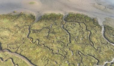 Why 21 new islands are being created at RSPB Wallasea