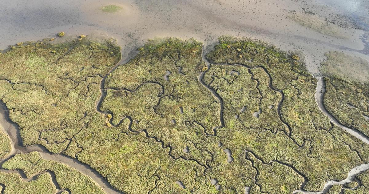 Why 21 new islands are being created at RSPB Wallasea