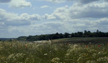 HS2 site near Maple Cross begins to 'flourish with wildlife'