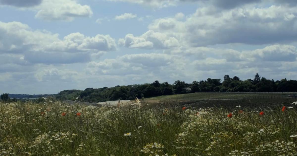 HS2 site near Maple Cross begins to 'flourish with wildlife'