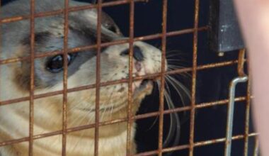 Underweight seal pup rescued from Felixstowe beach