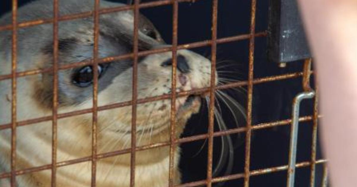 Underweight seal pup rescued from Felixstowe beach