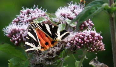 Jersey Tiger moth now thriving across the Isle of Wight