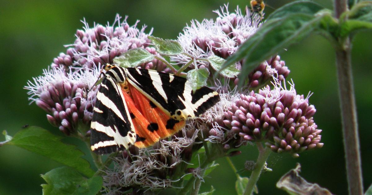 Jersey Tiger moth now thriving across the Isle of Wight