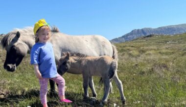 Missing Shetland pony foals could have been taken by 'sea eagles'