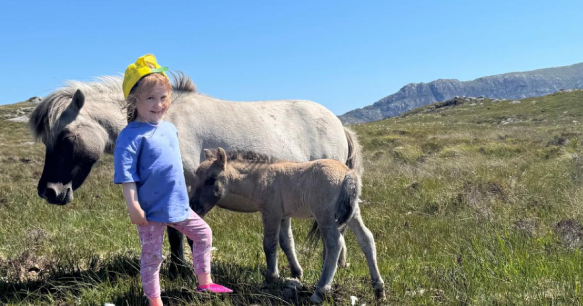 Missing Shetland pony foals could have been taken by 'sea eagles'