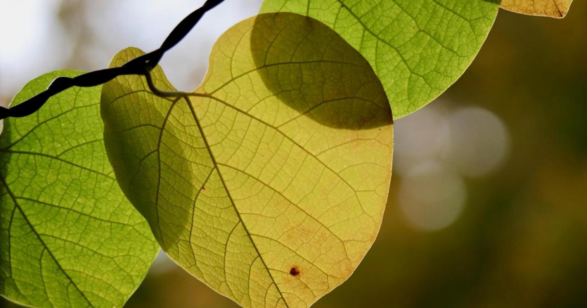 Suffolk set to approve new Local Nature Recovery Strategy