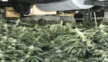 Albanian trio jailed for running ‘industrial scale’ cannabis farm