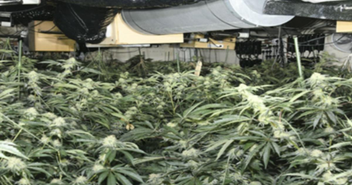 Albanian trio jailed for running ‘industrial scale’ cannabis farm