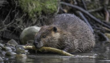 Beavers have quietly returned to Wiltshire strategy report finds