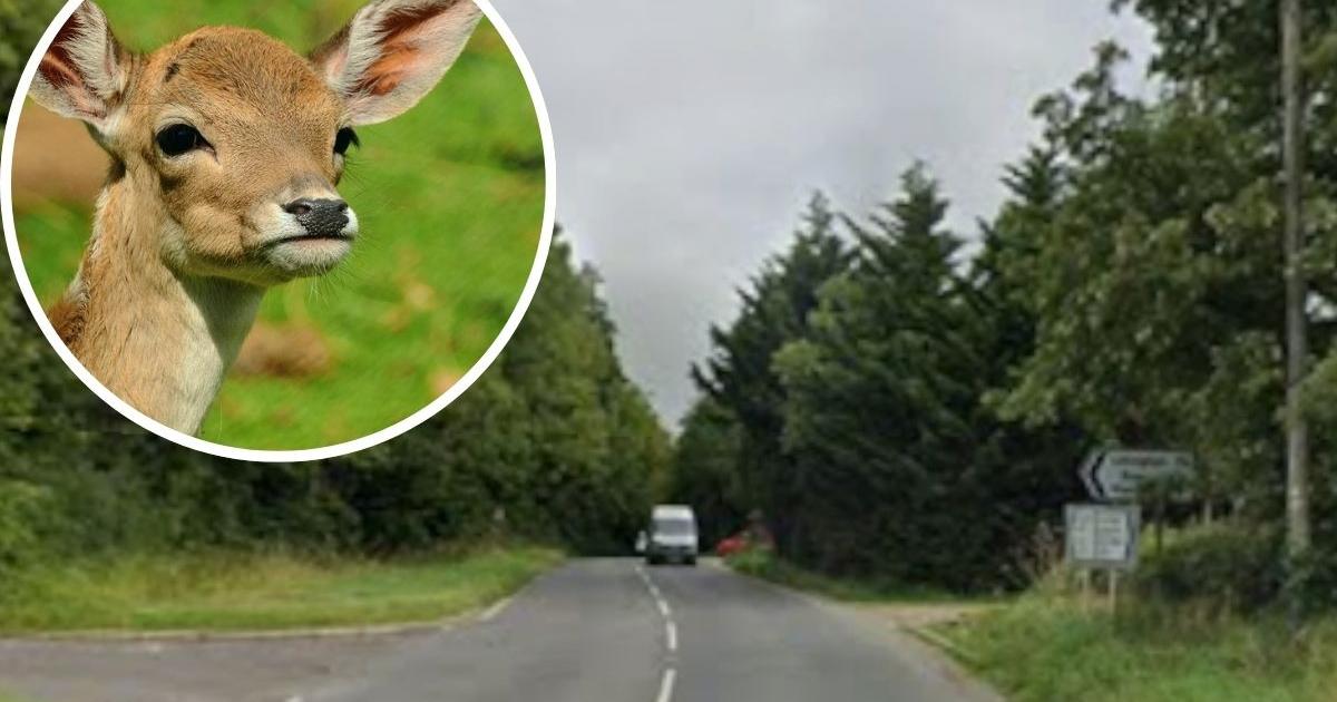 Sherborne: A352 closed after injured deer gets put down