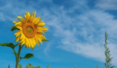Halesowen weekend weather: Sunny spells before rain
