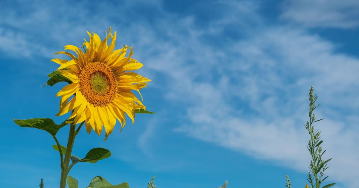Halesowen weekend weather: Sunny spells before rain