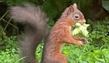 First red squirrel pictured in Broughton area for 30 years