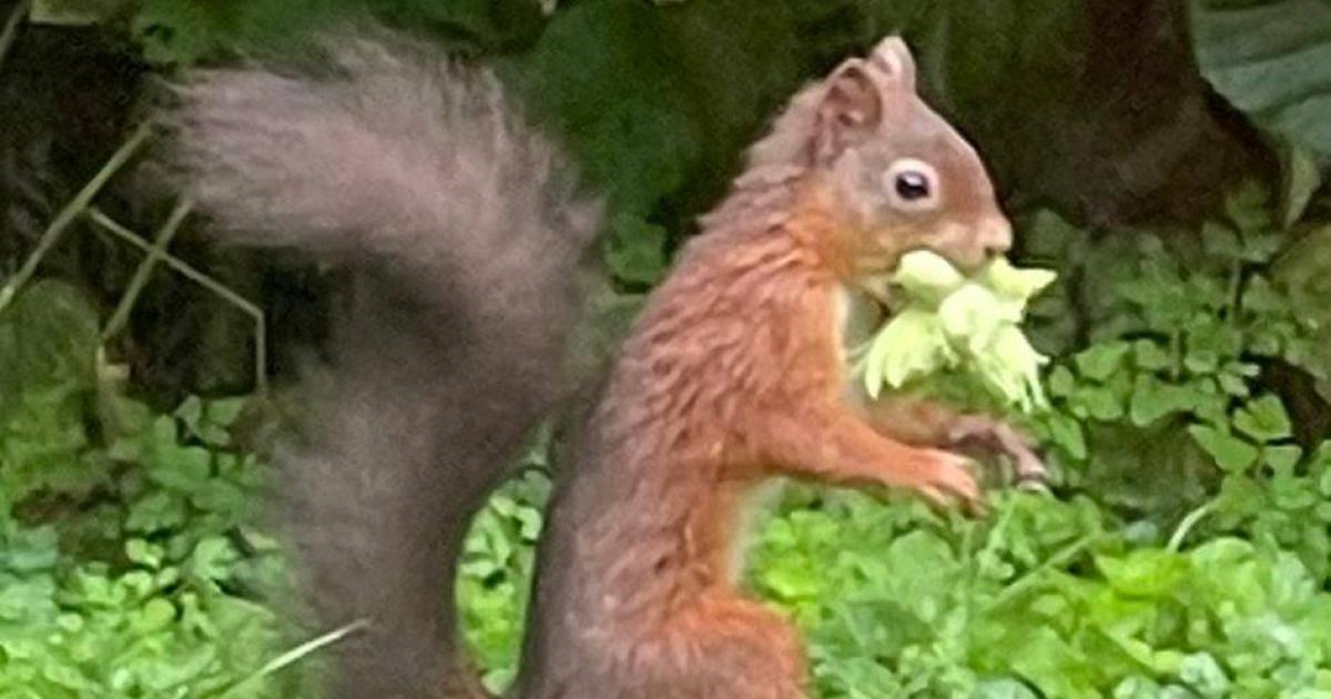 First red squirrel pictured in Broughton area for 30 years