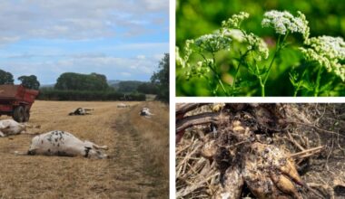 Ten cattle die in Bristol, Somerset, from Hemlock poisoning