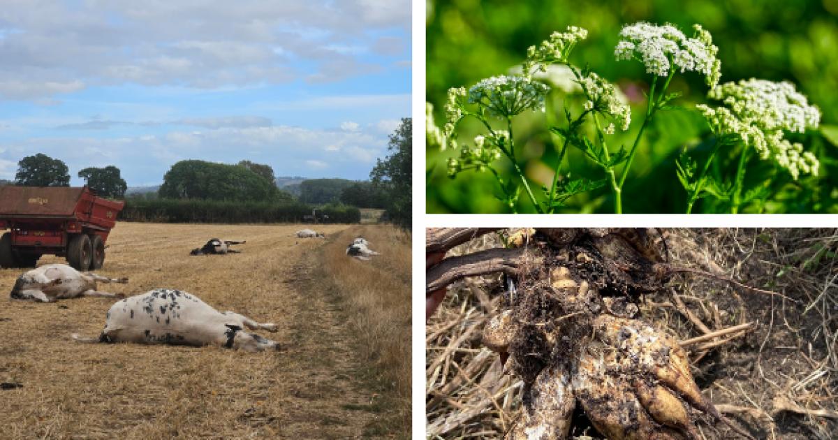 Ten cattle die in Bristol, Somerset, from Hemlock poisoning