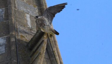 Peregrine falcon world's fastest animal at Weymouth seafront
